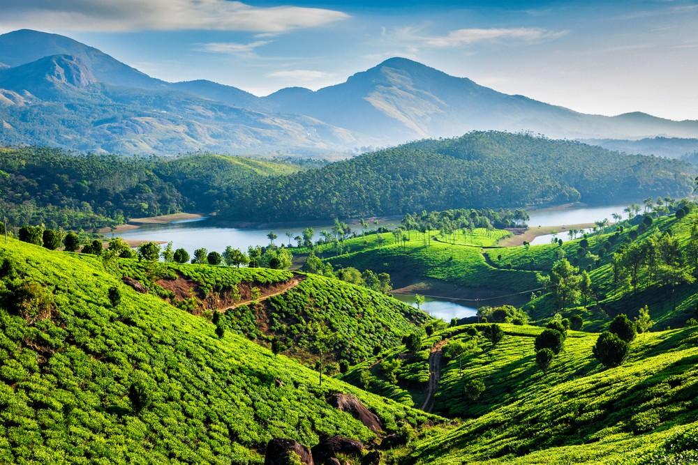 Indien, Teeplantagen