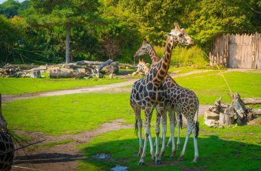 Giraffen im Zoo Leipzig