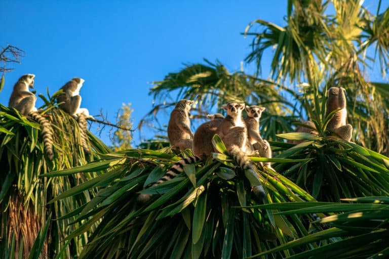 Madagaskar – Wunder und Wege im Land des Lächelns