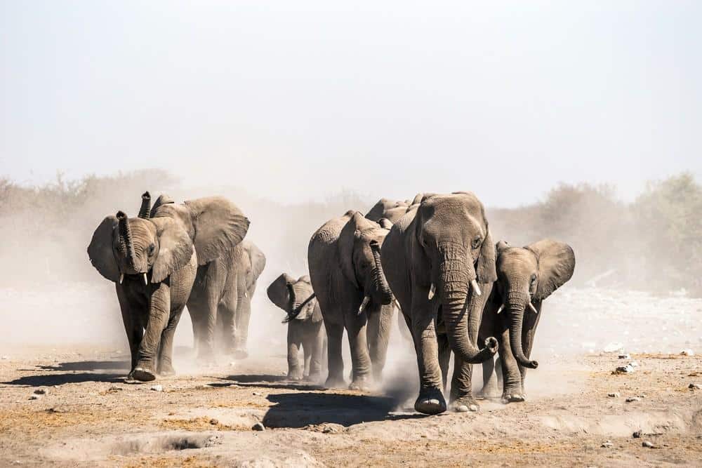 Namibia, Etosha Nationalpark