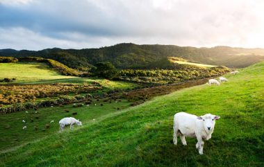 Vielfalt Neuseeland