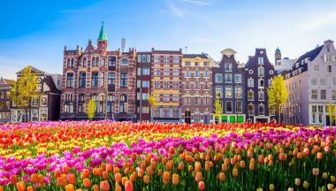 Tulpen Amsterdam Niederlande