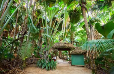 Praslin, Vallée de Mai