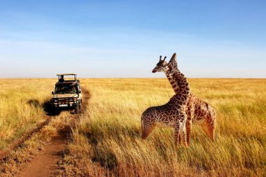 Tansania, Safari