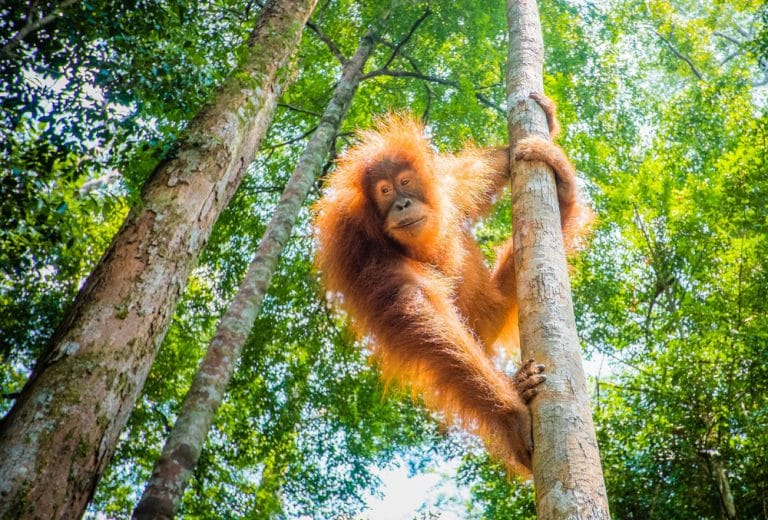 Ein Zeichen setzen – der Schutz der Orang-Utans geht uns alle an