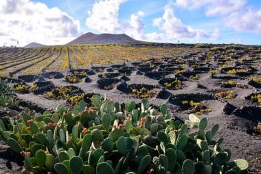 Lanzarote, Weinreben