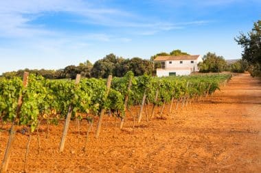 Weinberg in Algaida, Mallorca