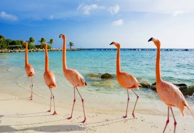 Flamingos Karibik