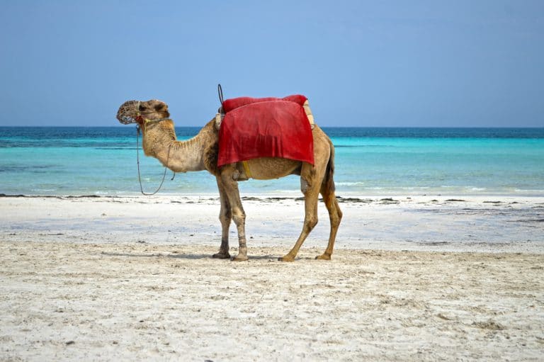 Djerba – Wo auch die Sonne Urlaub macht