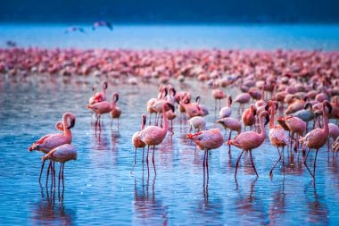 Flamingos, Lake Nakuru