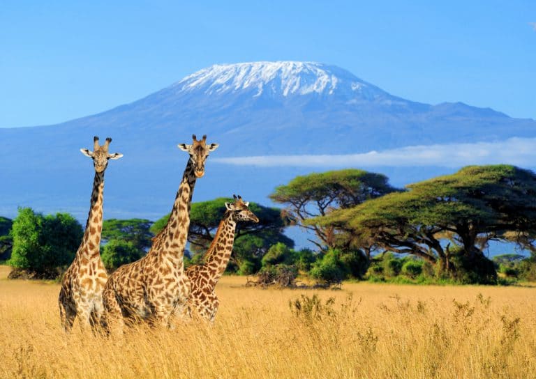 Kenya – Giraffes, Lions and Co