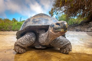 Riesenschildkröte Galapagosinseln