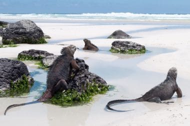 Galapagos, Iguanas