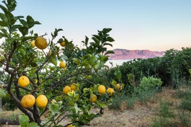 Zitronenbäume Sizilien