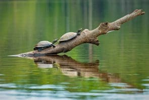 Yasuna Nationalpark