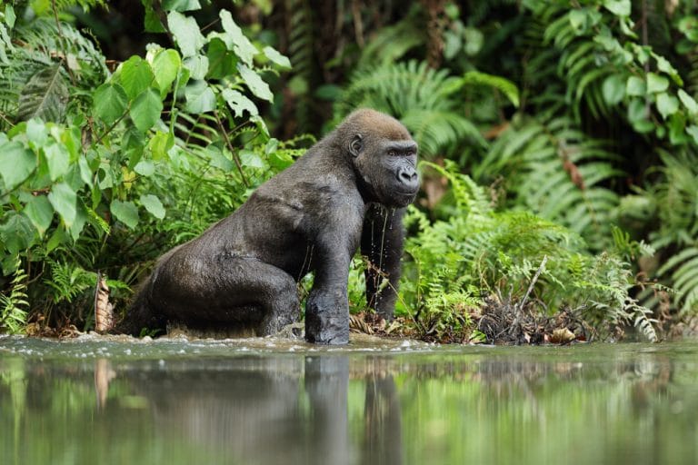 Gabon – the unspoiled paradise of the African west coast