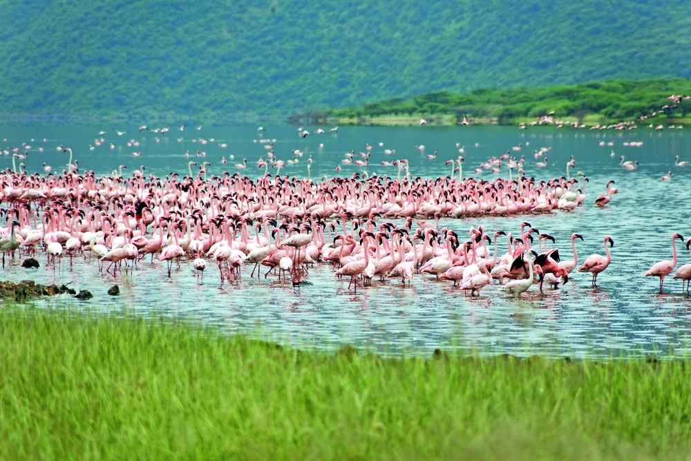 Lake Bogoria Kenia