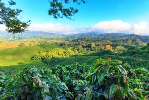 Kaffeeplantage Kolumbien