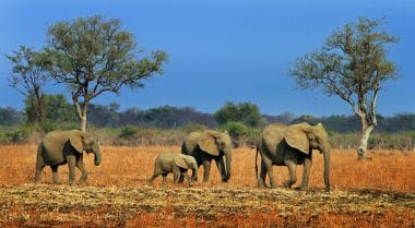 Südluangwa-Nationalpark Sambia