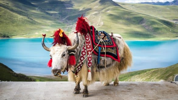 Tibet