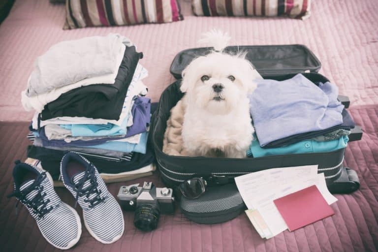 Holidays with pets – travelling with dogs, cats & co.