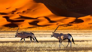 Antilopen in Sossusvlei