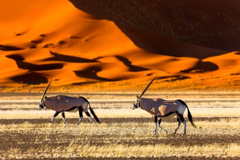 Namibia – the home of the San and many wild animals