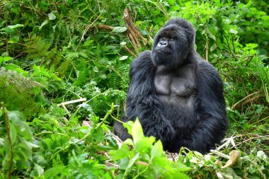 Gorilla, Ruanda