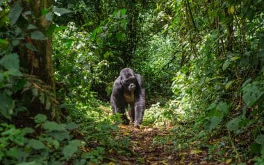 Gorillas Uganda