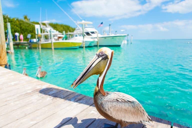 Key West – Dream beaches and Caribbean flair in southern Florida