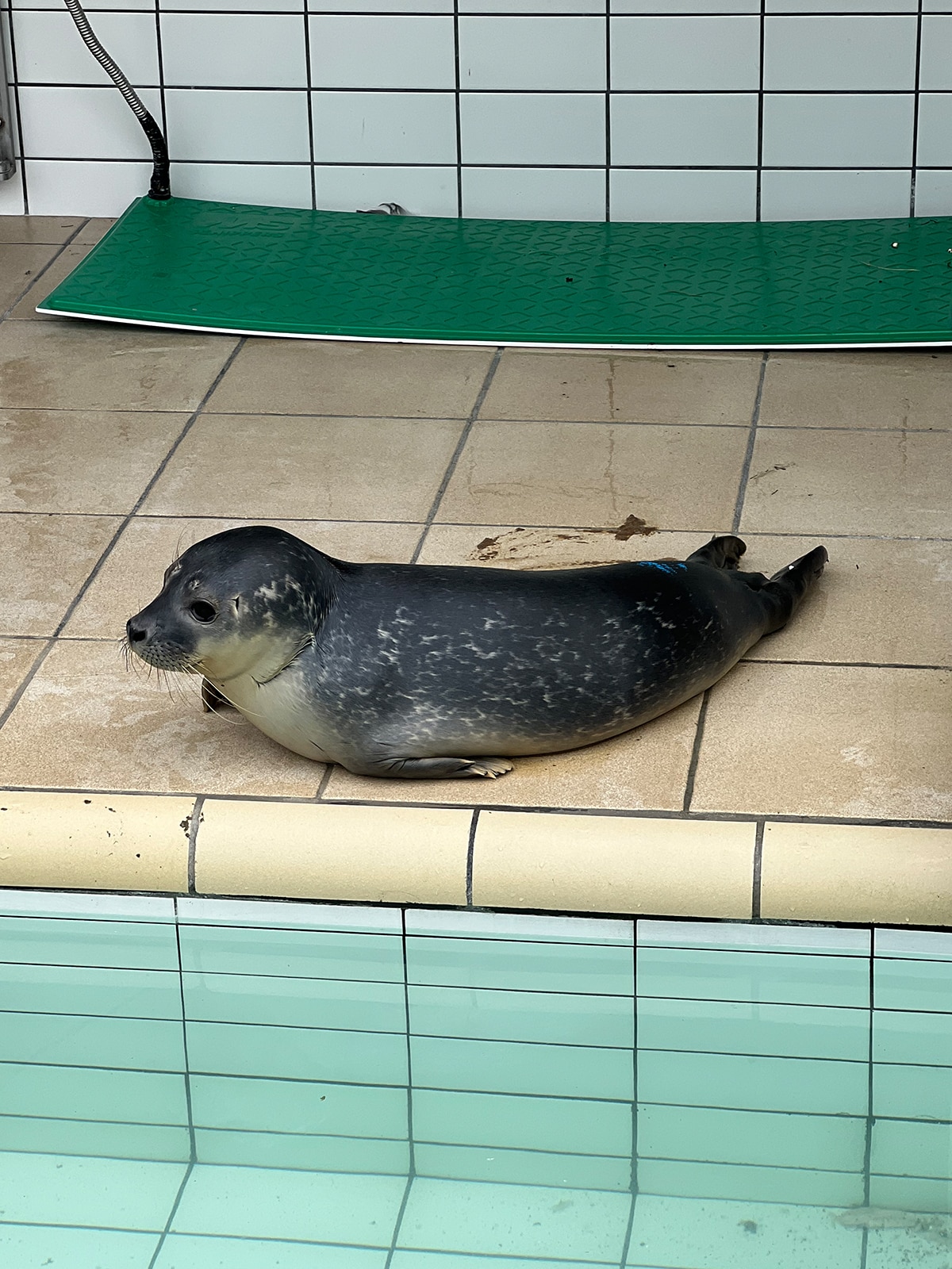 Seal at Ecomare station in Texel