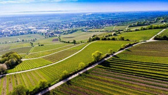 Weinanbau Rheinhessen