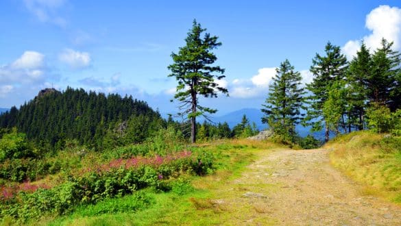 Trans Bayerwald, Bayerischer Wald