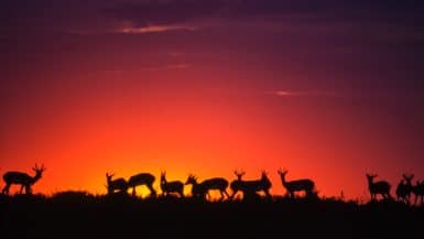 Central Kalahari game reserve, Botsuana