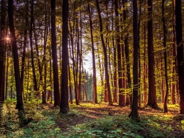 Forest Bathing Bavarian Forest