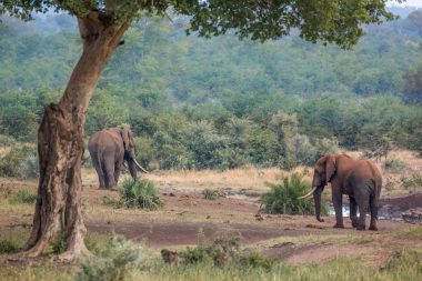 Elefanten Kruger Nationalpark