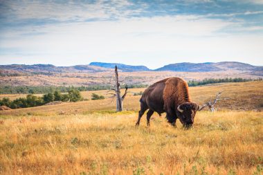 Büffel-Weide in Oklahoma