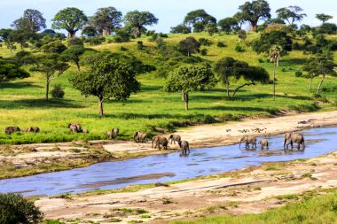 Elefanten im Serengeti Nationalark in Tansania