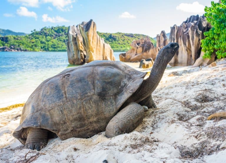 Dream beaches of the Seychelles