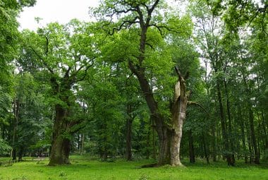 The oaks in Ivenack