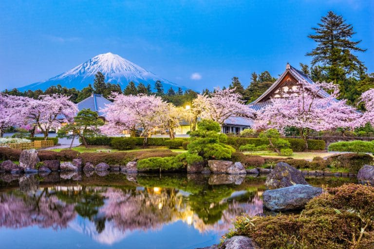 Kirschblüte bei grünem Tee mit Blick auf den Fuji: das japanische Shizuoka