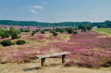 Lüneburg Heath