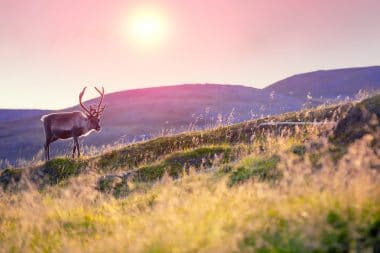 Nature in Lapland