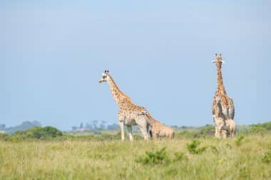 Safari, Giraffen