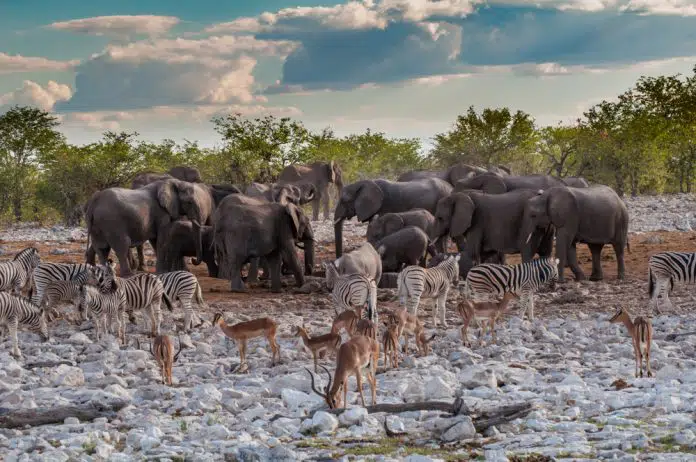 Wildtiere rund um ein Wasserloch im Nationalpark Etosha, Namibia
