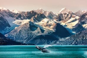 Whale Watching Alaska