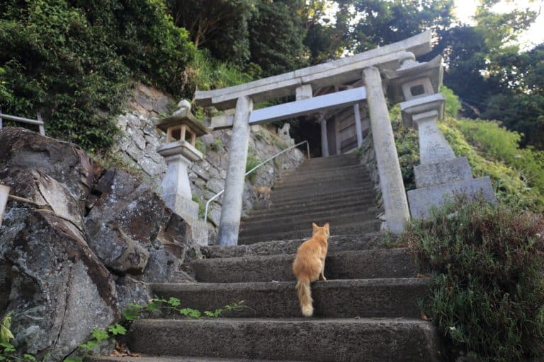 Aoshima: The Cat Island