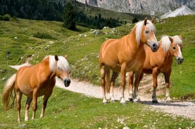 Haflinger herds