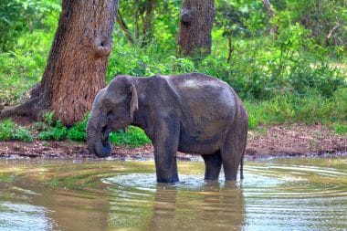 Yala Nationalpark in Sri Lanka