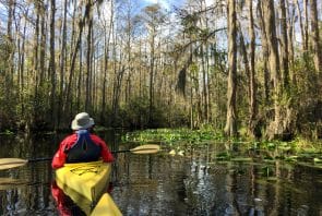 Sumpf in Okefenokee National Wildlife Refuge, Georgia